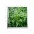 NAKLEJKA XBOX 360 SLIM-MARIHUANA